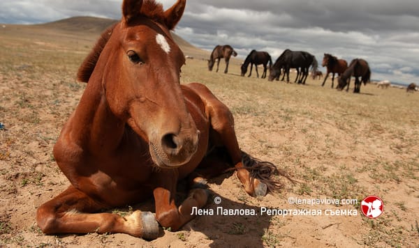 Кумыс в Монголии: традиции кочевников и жизнь в пустыне Гоби. Тематический репортаж